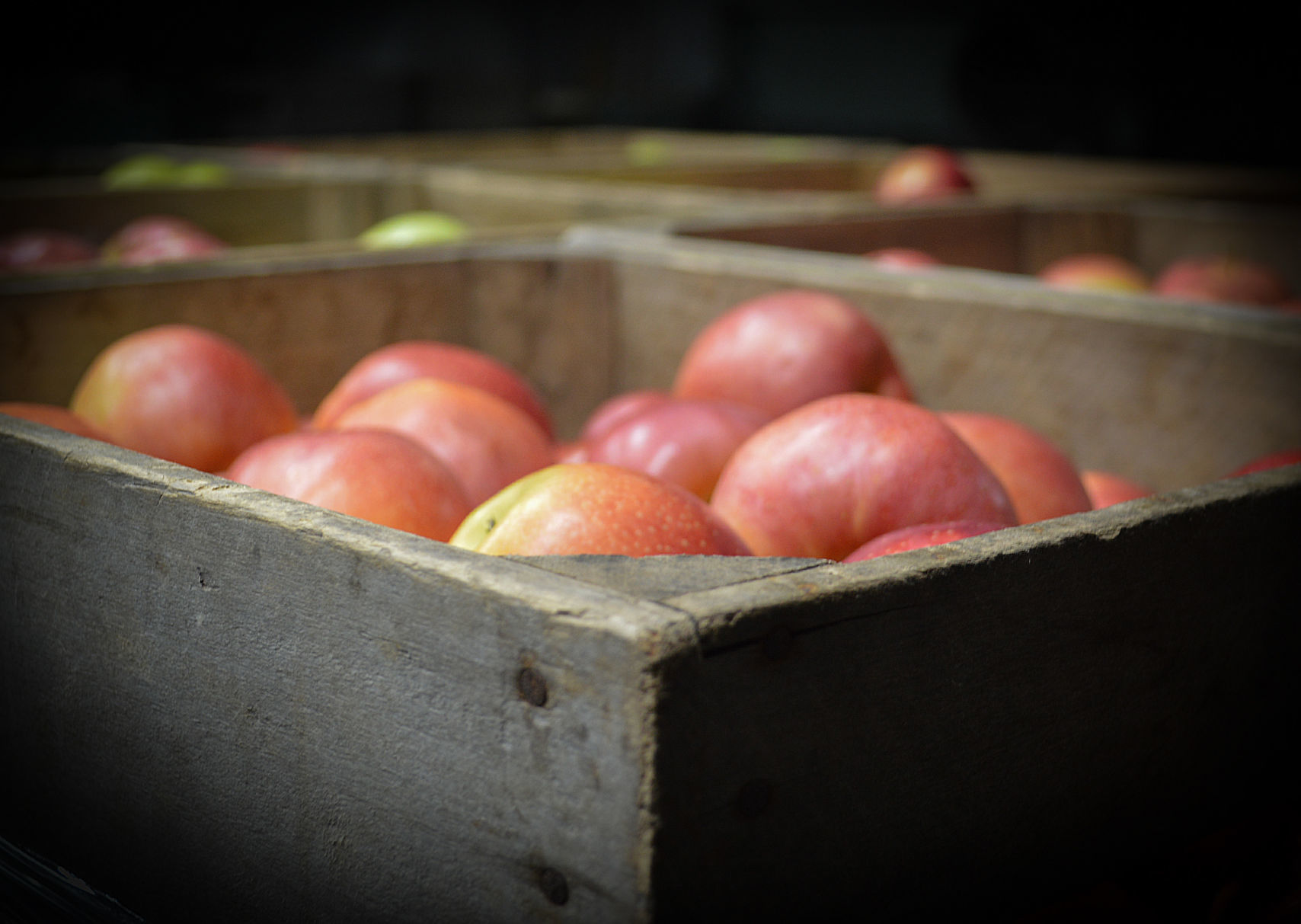 HH Catoctin Orchard 2